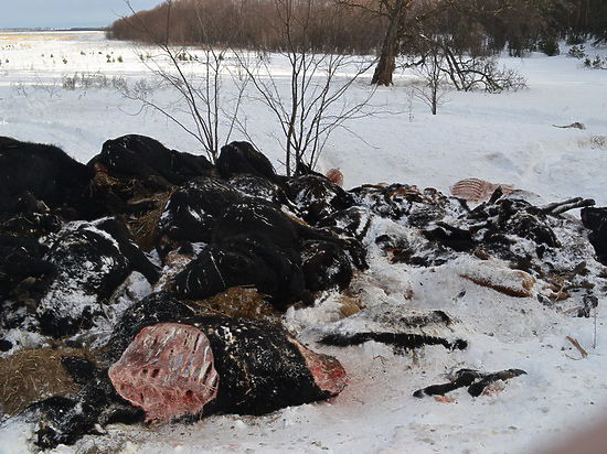 Отчего под Воронежем погибают элитные коровы Отчего под Воронежем погибают элитные коровы